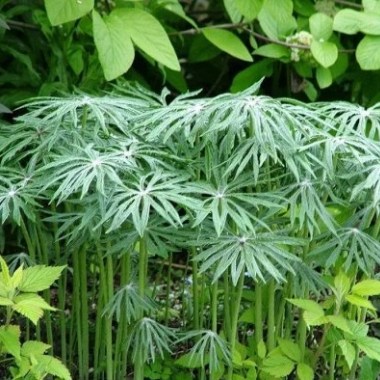 45-95-shredded-umbrella-plant-bg — kopiya